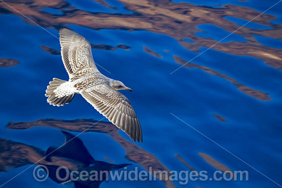 Western Gull Larus occidentalis photo