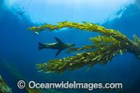 California Sea Lions in kelp Photo - David Fleetham