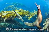 California Sea Lions in kelp Photo - David Fleetham