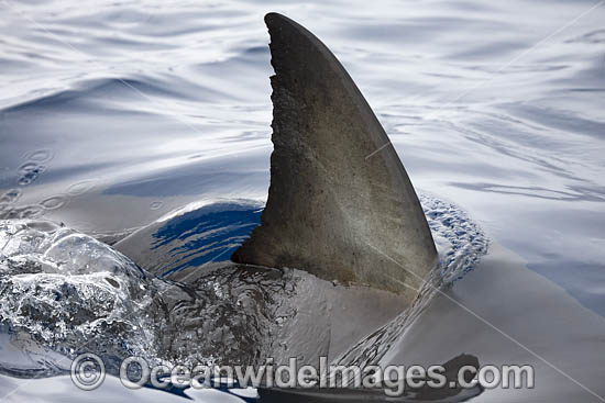 Great White Shark (Carcharodon carcharias), showing dorsal fin on surface. Guadalupe Island, Mexico. Photo - David Fleetham Great White Shark (Carcharodon carcharias), showing dorsal fin on surface. Guadalupe Island, Mexico. Photo - David Fleetham
