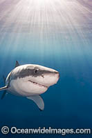 Great White Shark underwater Photo - David Fleetham