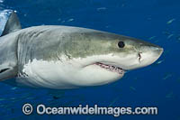 Great White Shark underwater Photo - David Fleetham