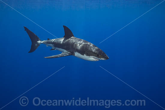 Great White Shark underwater photo