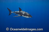 Great White Shark underwater Photo - David Fleetham