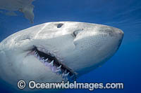 Great White Shark underwater Photo - David Fleetham