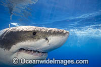 Great White Shark underwater Photo - David Fleetham