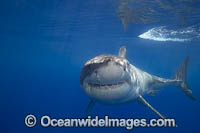 Great White Shark underwater Photo - David Fleetham