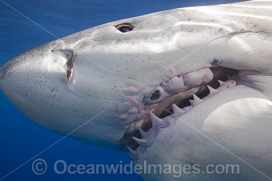 Great White Shark (Carcharodon carcharias). Photo taken Guadalupe, Mexico. Also known as Great White, White Pointer, White Shark & White Death. Found in all major oceans of the world, but mostly temperate waters. Vulnerable Species on the IUCN Red List. Photo - David Fleetham Great White Shark (Carcharodon carcharias). Photo taken Guadalupe, Mexico. Also known as Great White, White Pointer, White Shark & White Death. Found in all major oceans of the world, but mostly temperate waters. Vulnerable Species on the IUCN Red List. Photo - David Fleetham