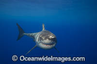 Great White Shark underwater Photo - David Fleetham