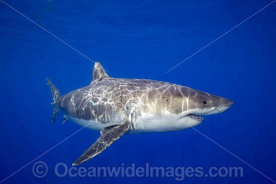 Great White Shark (Carcharodon carcharias). Photo taken Guadalupe, Mexico. Also known as Great White, White Pointer, White Shark & White Death. Found in all major oceans of the world, but mostly temperate waters. Vulnerable Species on the IUCN Red List. Photo - David Fleetham Great White Shark (Carcharodon carcharias). Photo taken Guadalupe, Mexico. Also known as Great White, White Pointer, White Shark & White Death. Found in all major oceans of the world, but mostly temperate waters. Vulnerable Species on the IUCN Red List. Photo - David Fleetham