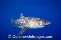 Great White Shark underwater Photo - David Fleetham