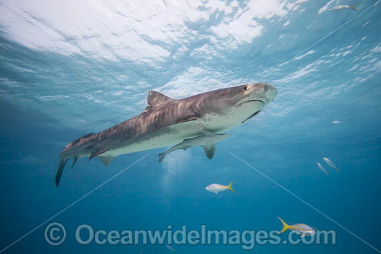 Tiger Shark photo