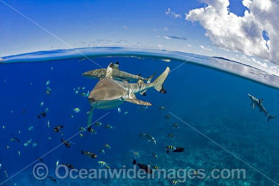 Blacktip Reef Sharks photo