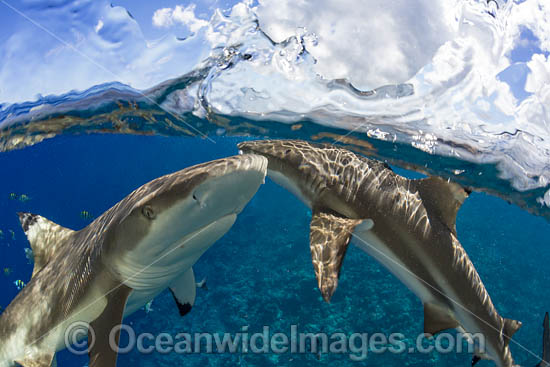 Blacktip Reef Sharks photo