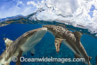 Blacktip Reef Sharks Photo - David Fleetham