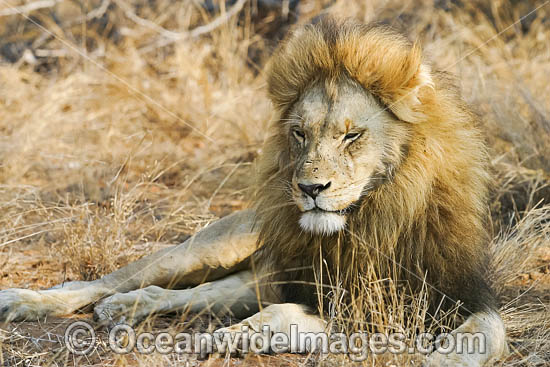Male Lion (Panthera leo), enjoying last rays of sun in Motswari private game reserve, South Africa. Photo - David Fleetham