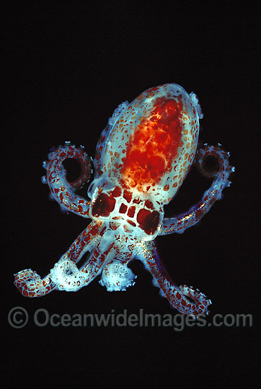 Bobtail Squid Sepiola sp. photo
