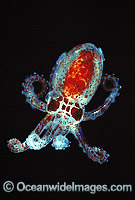 Bobtail Squid Sepiola sp. Photo - Gary Bell
