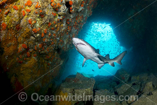 Grey Nurse Shark (Carcharias taurus). Also known as Sand Tiger Shark in USA and Ragged-tooth Shark in South Africa. Photo taken at Fish Rock, South West Rocks, NSW, Australia. Vulnerable on IUCN Red List of Threatened Species. Photo - Gary Bell Grey Nurse Shark (Carcharias taurus). Also known as Sand Tiger Shark in USA and Ragged-tooth Shark in South Africa. Photo taken at Fish Rock, South West Rocks, NSW, Australia. Vulnerable on IUCN Red List of Threatened Species. Photo - Gary Bell