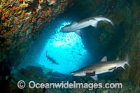 Grey Nurse Shark South West Rocks Photo - Gary Bell