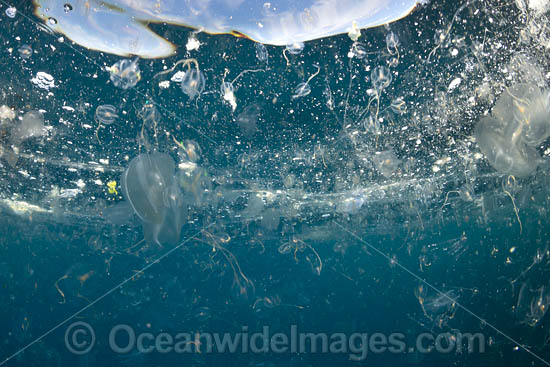 Mass of Sea Jellies photo