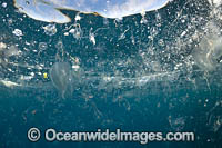 Mass of Sea Jellies Photo - Gary Bell