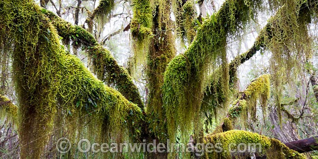 Gondwana Rainforest draped in moss photo