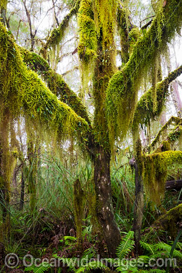 Gondwana Rainforest draped in moss photo