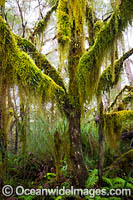 Gondwana Rainforest draped in moss Photo - Gary Bell