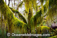Gondwana Rainforest draped in moss Photo - Gary Bell