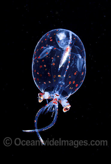 Glass Squid Cranchiidae Family photo