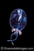 Glass Squid Cranchiidae Family Photo - Gary Bell