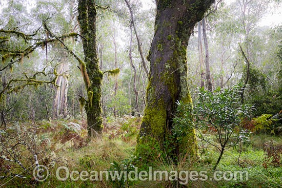 Gondwana Rainforest moss photo