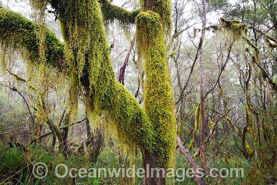 Gondwana Rainforest draped in moss photo