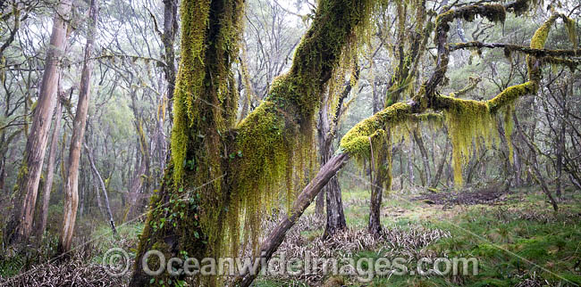 Gondwana Rainforest, draped in hanging moss. New England National Park, New South Wales, Australia. This rainforest is inscribed on the World Heritage List in recognition of its outstanding universal value. Photo - Gary Bell Gondwana Rainforest, draped in hanging moss. New England National Park, New South Wales, Australia. This rainforest is inscribed on the World Heritage List in recognition of its outstanding universal value. Photo - Gary Bell
