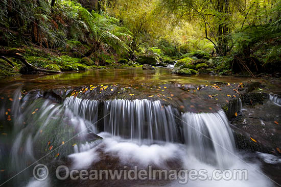 Rainforest Cascade photo