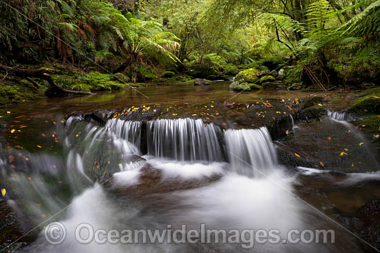 Rainforest Cascade photo