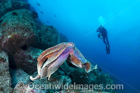 Diver with Giant Cuttlefish photo