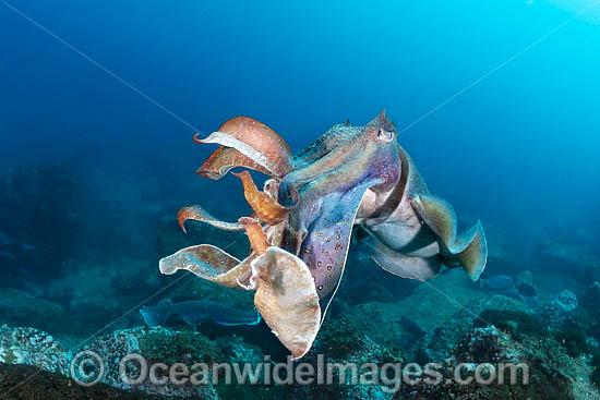 Giant Cuttlefish Coffs Harbour photo
