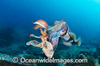 Giant Cuttlefish Coffs Harbour Photo - Gary Bell