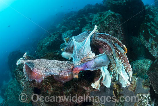 Giant Cuttlefish two males rivalling photo