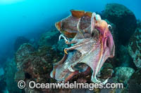 Giant Cuttlefish two males rivalling Photo - Gary Bell