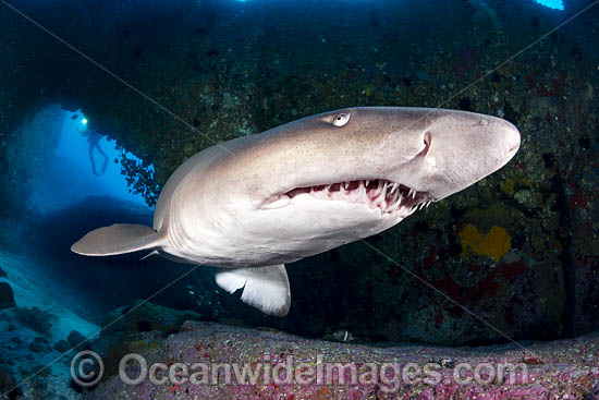 Grey Nurse Shark Solitary Islands photo