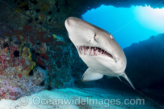 Grey Nurse Shark (Carcharias taurus). Also known as Sand Tiger Shark in USA and Ragged-tooth Shark in South Africa. Photo taken at Solitary Islands, NSW, Australia. Listed Vulnerable on IUCN Red List of Threatened Species. Photo - Gary Bell Grey Nurse Shark (Carcharias taurus). Also known as Sand Tiger Shark in USA and Ragged-tooth Shark in South Africa. Photo taken at Solitary Islands, NSW, Australia. Listed Vulnerable on IUCN Red List of Threatened Species. Photo - Gary Bell
