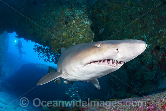 Grey Nurse Shark (Carcharias taurus). Also known as Sand Tiger Shark in USA and Ragged-tooth Shark in South Africa. Photo taken at Solitary Islands, NSW, Australia. Listed Vulnerable on IUCN Red List of Threatened Species. Photo - Gary Bell Grey Nurse Shark (Carcharias taurus). Also known as Sand Tiger Shark in USA and Ragged-tooth Shark in South Africa. Photo taken at Solitary Islands, NSW, Australia. Listed Vulnerable on IUCN Red List of Threatened Species. Photo - Gary Bell