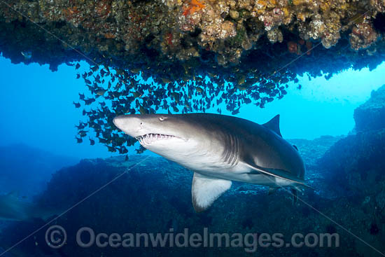 Grey Nurse Shark (Carcharias taurus). Also known as Sand Tiger Shark in USA and Ragged-tooth Shark in South Africa. Photo taken at Solitary Islands, NSW, Australia. Listed Vulnerable on IUCN Red List of Threatened Species. Photo - Gary Bell
