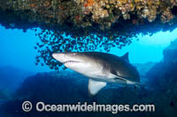 Grey Nurse Shark Solitary Islands Photo - Gary Bell