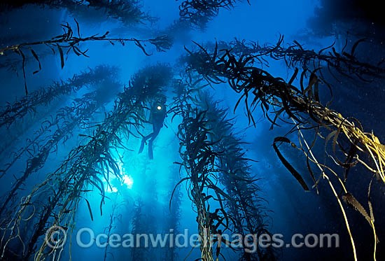 Scuba Diver in Giant Kelp photo