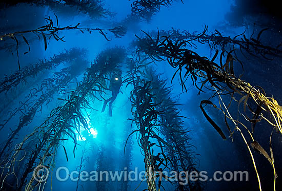 Scuba Diver in Giant Kelp photo Scuba Diver in Giant Kelp photo