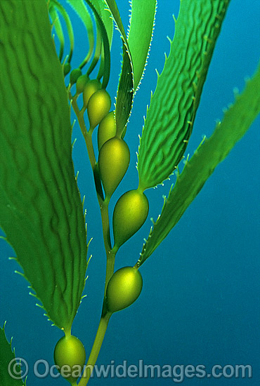 Giant Kelp Gas filled floats photo Giant Kelp Gas filled floats photo